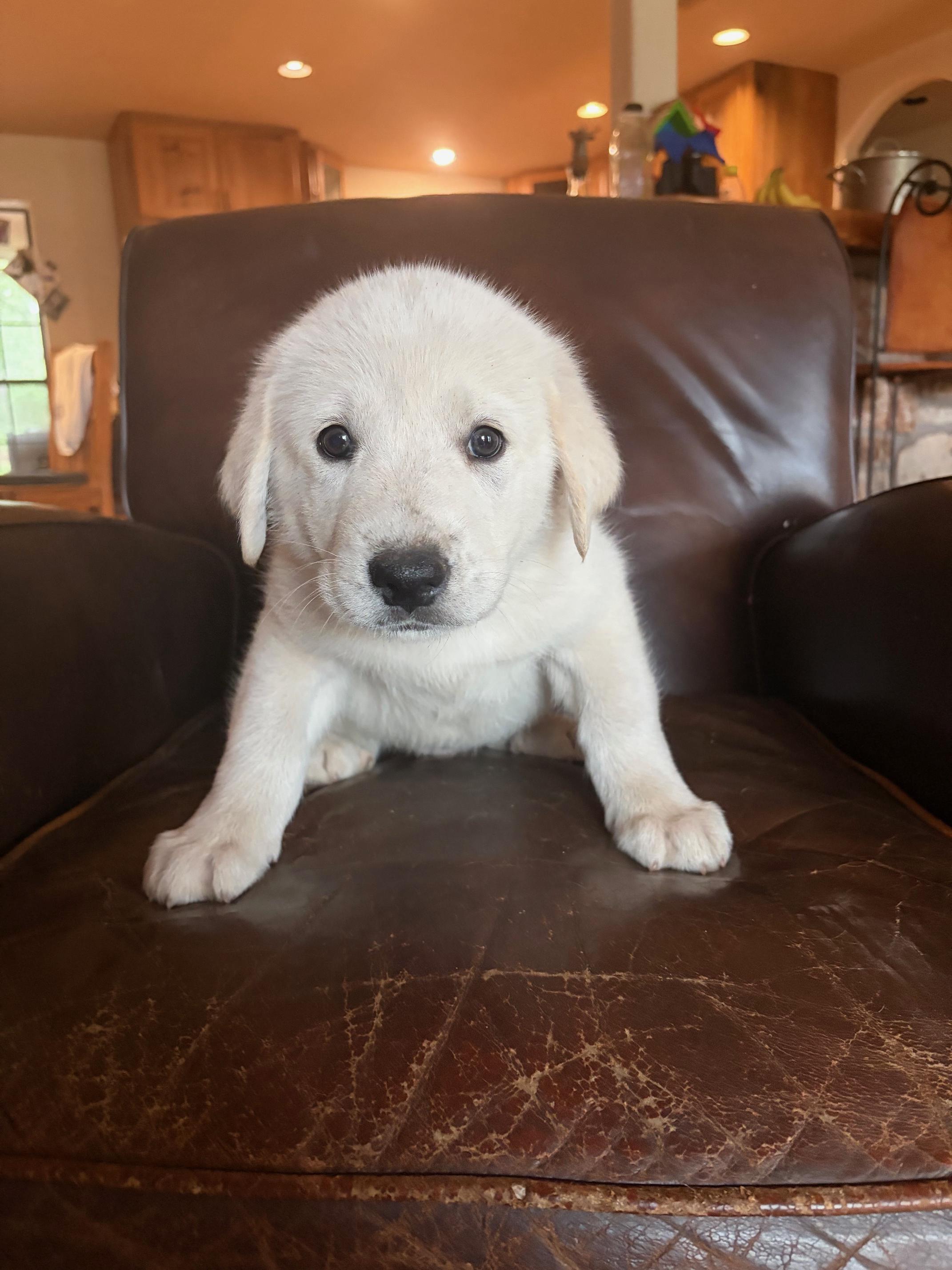 Butch ATX NA Hudson, a Adopted mixed breed in Quinlan, TX image 2/4