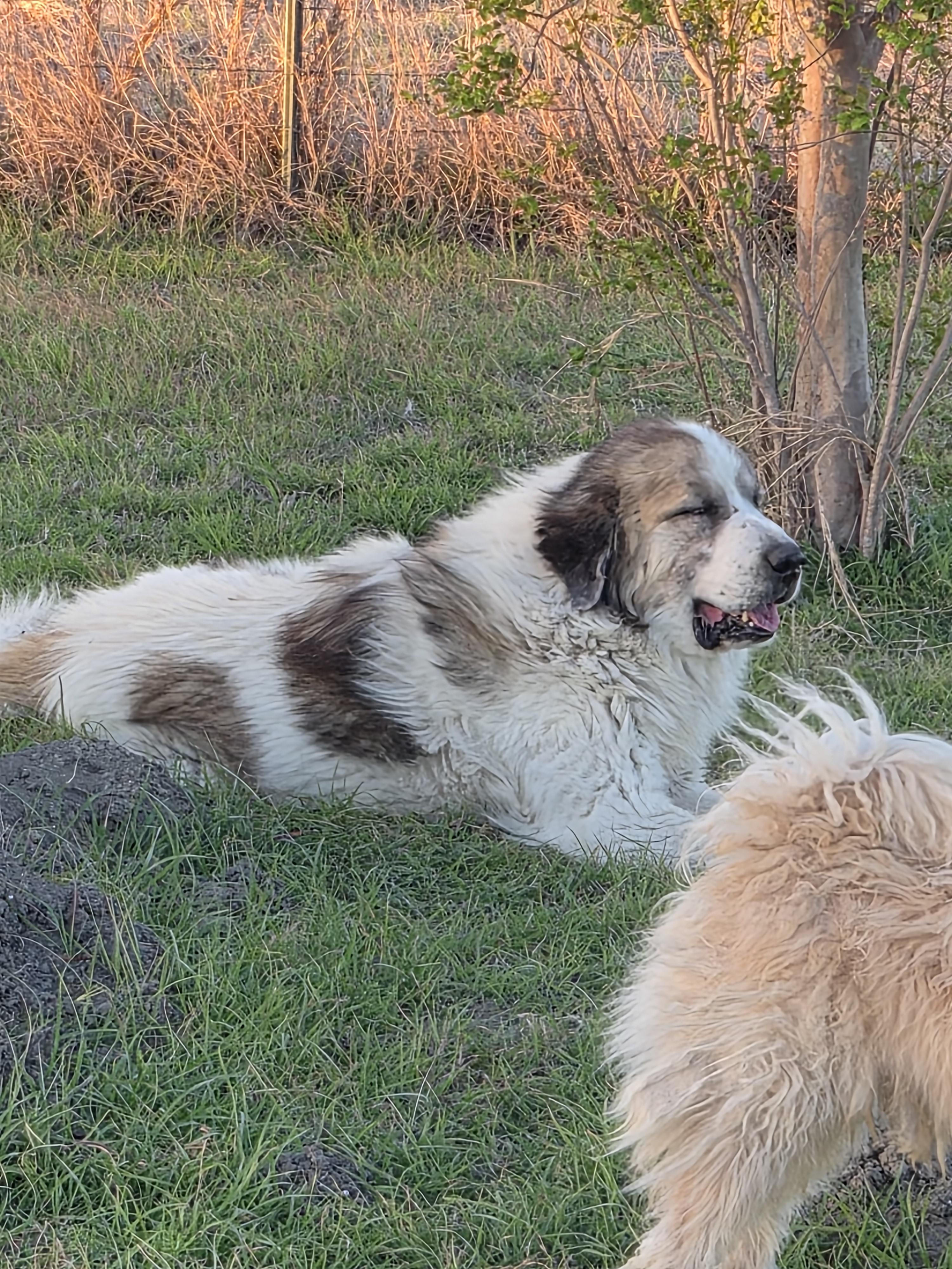 Butch ATX NA Hudson, a Adopted mixed breed in Quinlan, TX image 3/4