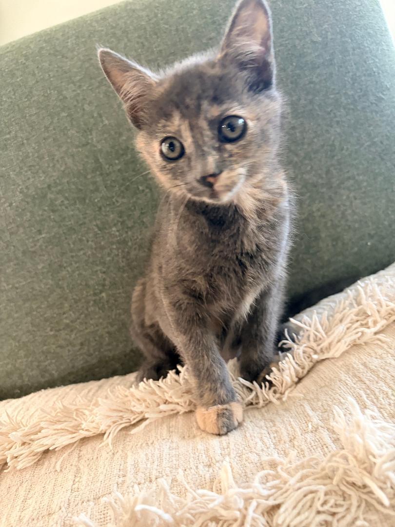 Mari, adopted, Kitten Female Domestic Short Hair.