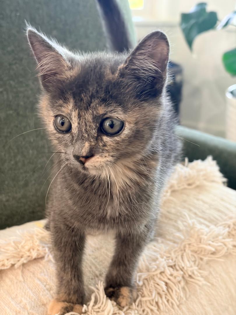 Enlarge Mari, an adopted Domestic Short Hair in Pasco, WA image 2/2
