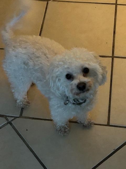 Enlarge CHARLIE BROWN, a ADOPTABLE mixed breed in Bell Gardens, CA image 5/5