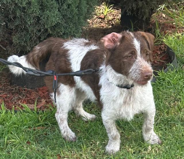 Enlarge CHARLIE BROWN, a ADOPTABLE mixed breed in Bell Gardens, CA image 3/5