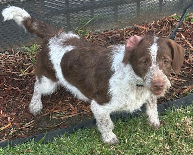 Enlarge CHARLIE BROWN, a ADOPTABLE mixed breed in Bell Gardens, CA image 4/5