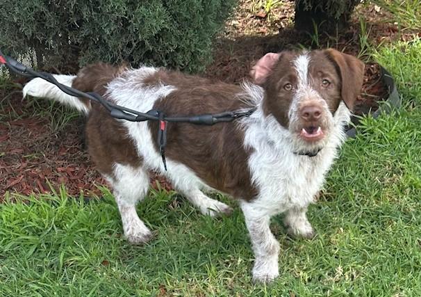 Enlarge CHARLIE BROWN, a ADOPTABLE mixed breed in Bell Gardens, CA image 2/5