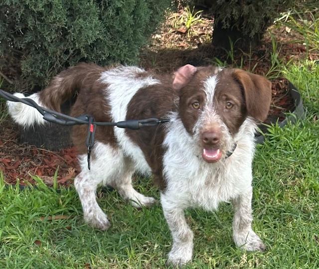 CHARLIE BROWN, ADOPTABLE, Young Male Parson Russell Terrier & Miniature Poodle.