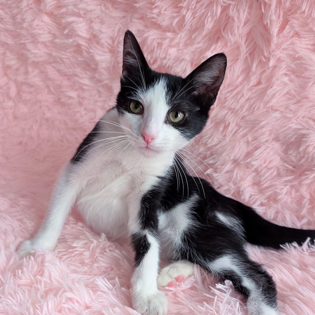 Enlarge Boogie, an adoption pending Domestic Short Hair in New Orleans, LA image 2/2
