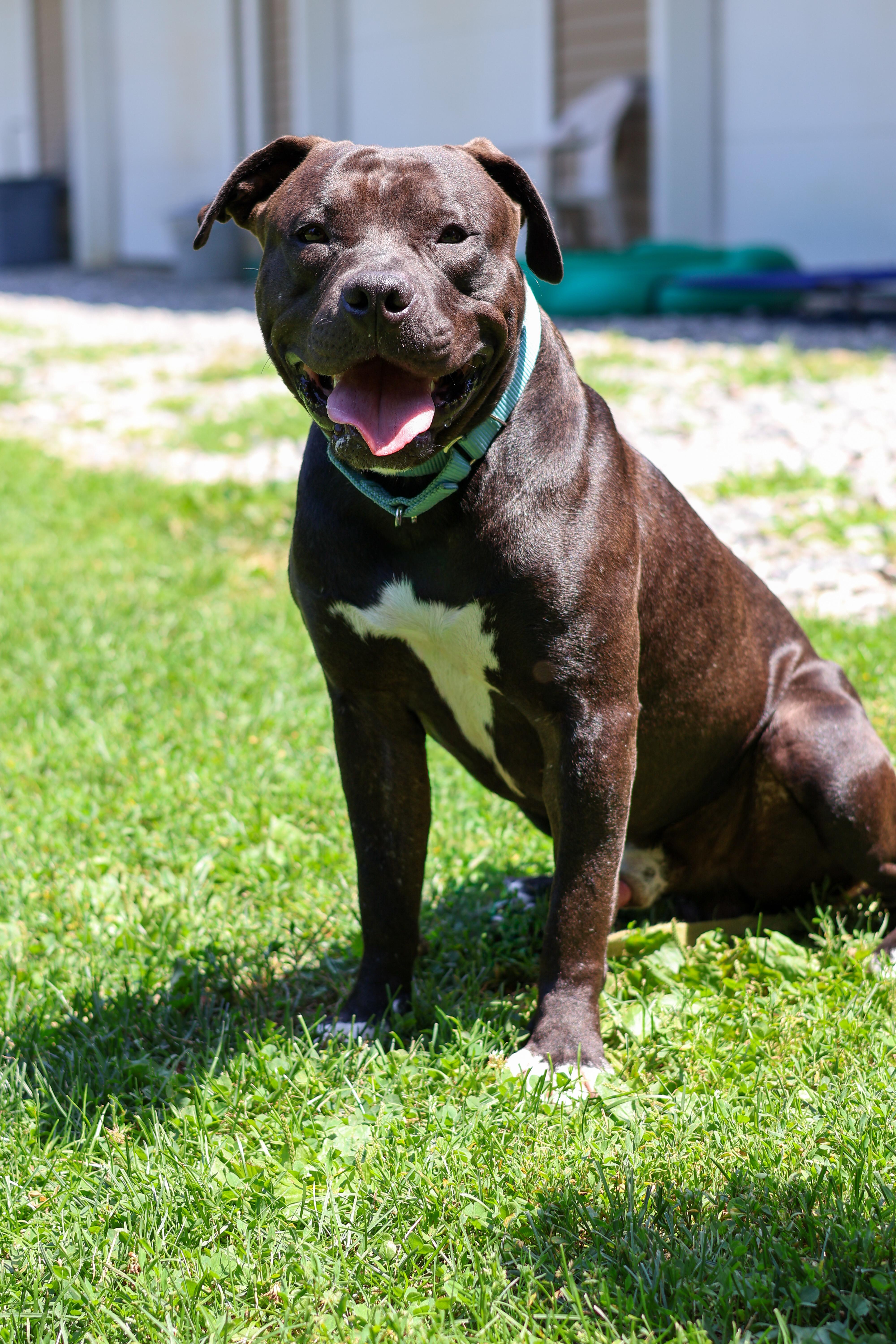Enlarge Scooter, a Adopted mixed breed in Terryville, CT image 4/6