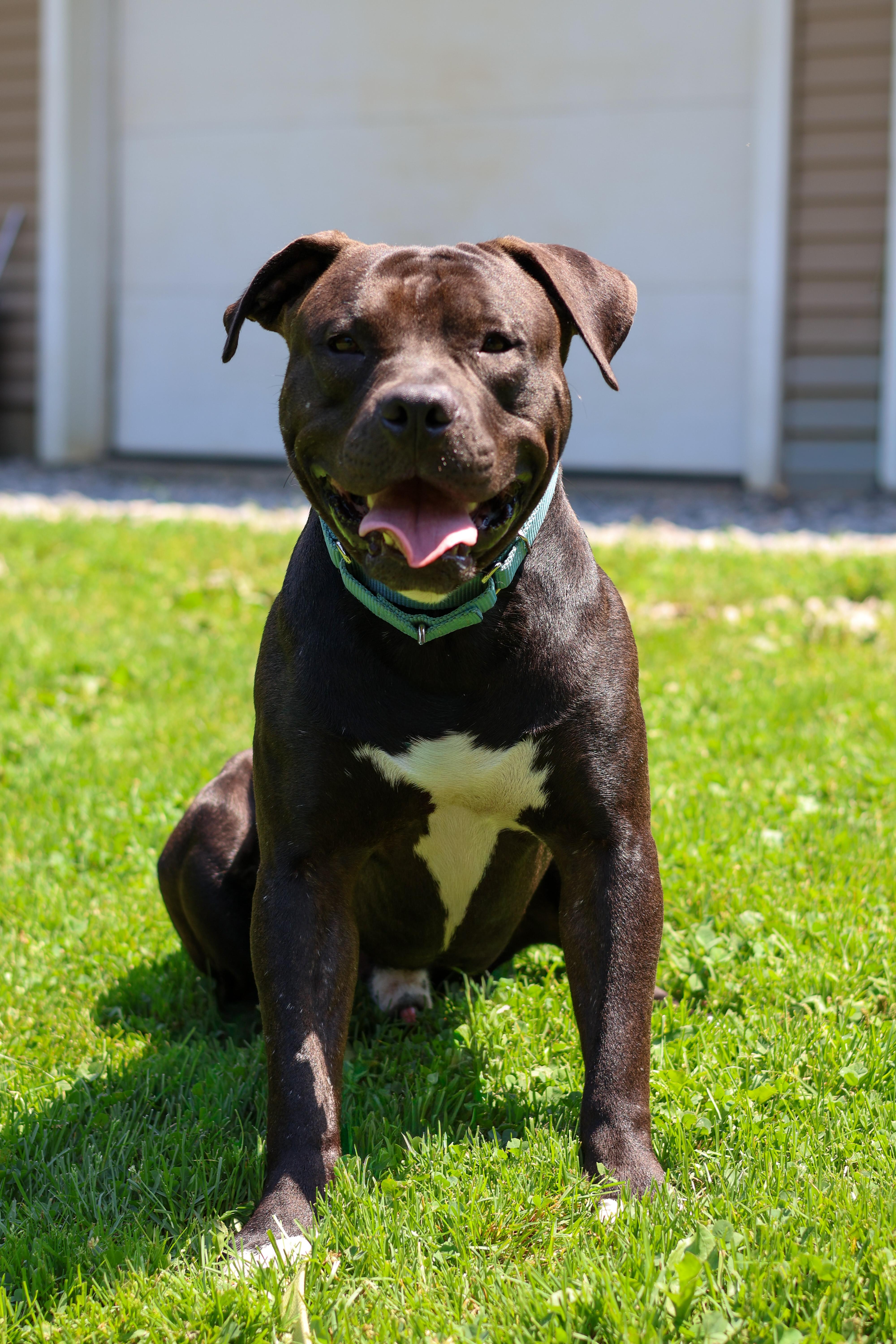 Enlarge Scooter, a Adopted mixed breed in Terryville, CT image 5/6