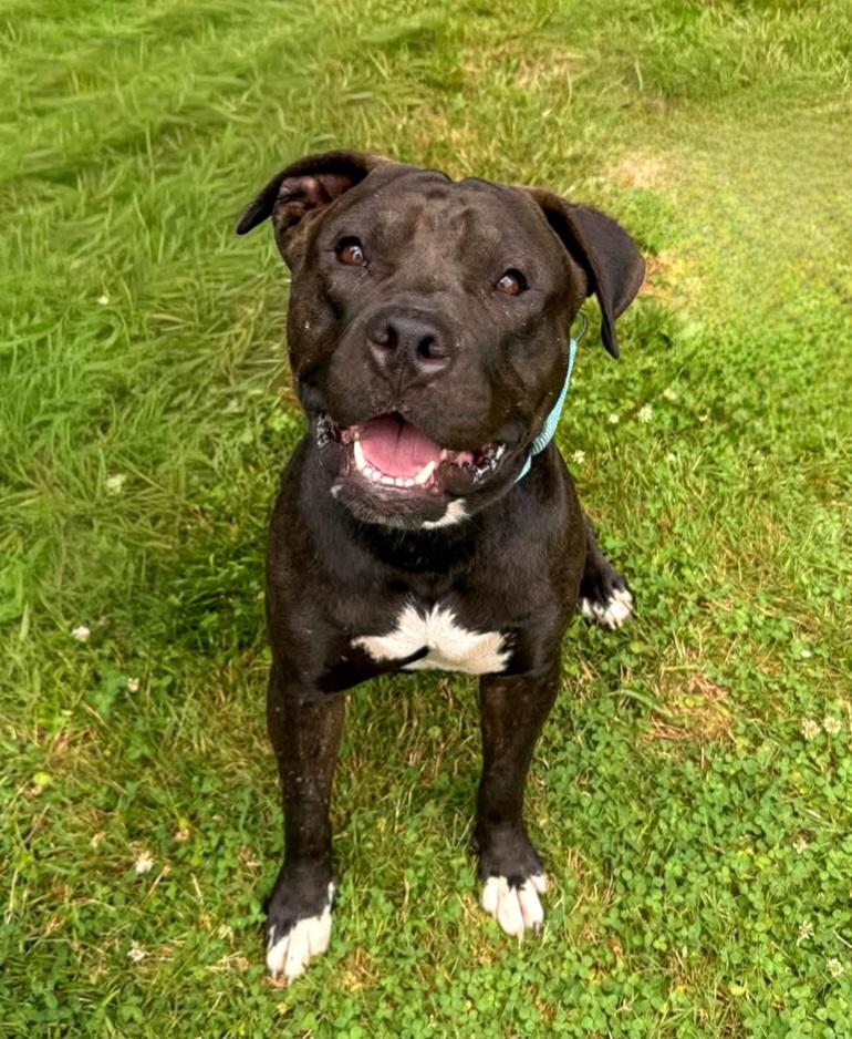 Enlarge Scooter, a Adopted mixed breed in Terryville, CT image 2/6