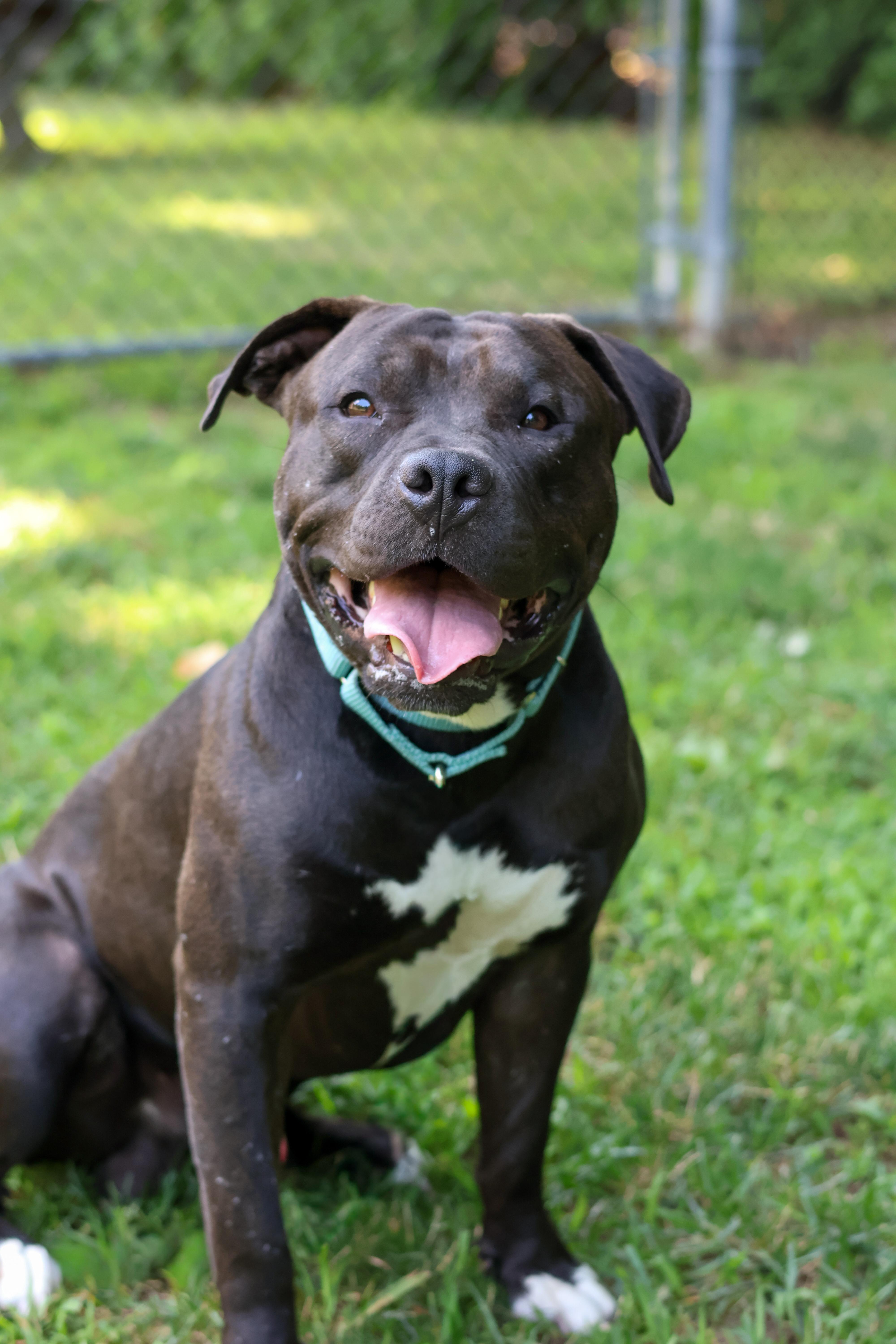 Enlarge Scooter, a Adopted mixed breed in Terryville, CT image 1/6