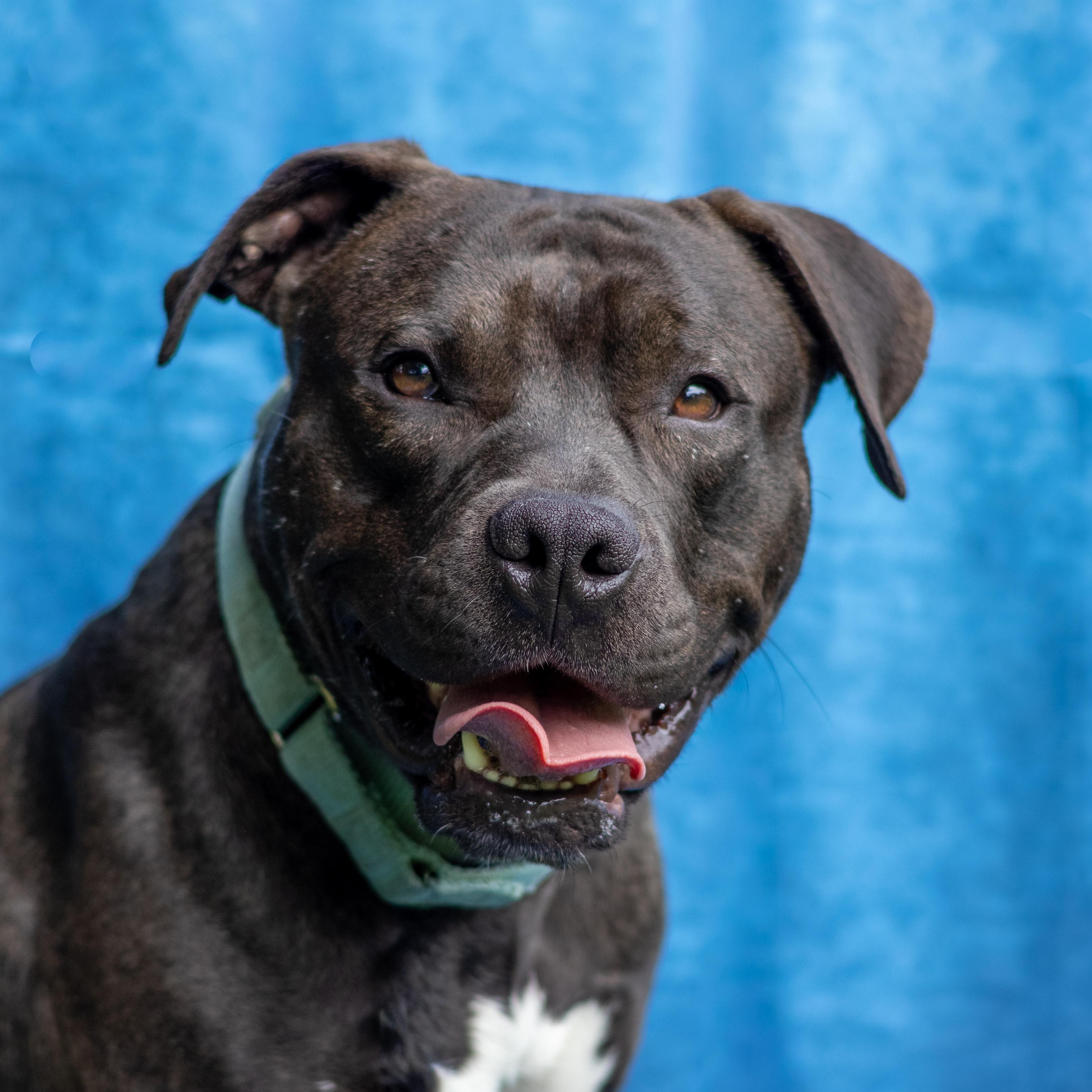 Enlarge Scooter, a Adopted mixed breed in Terryville, CT image 6/6