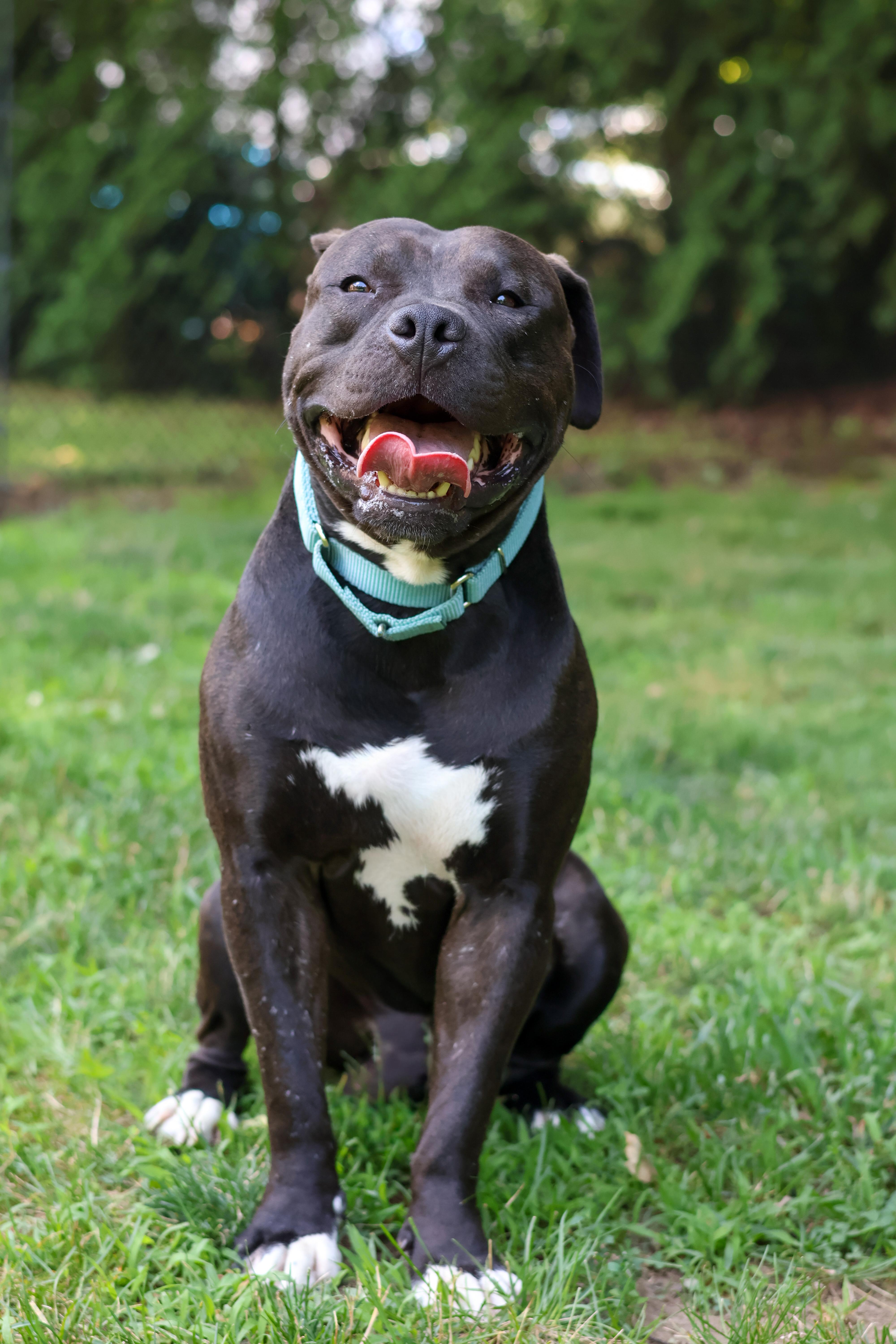 Enlarge Scooter, a Adopted mixed breed in Terryville, CT image 3/6