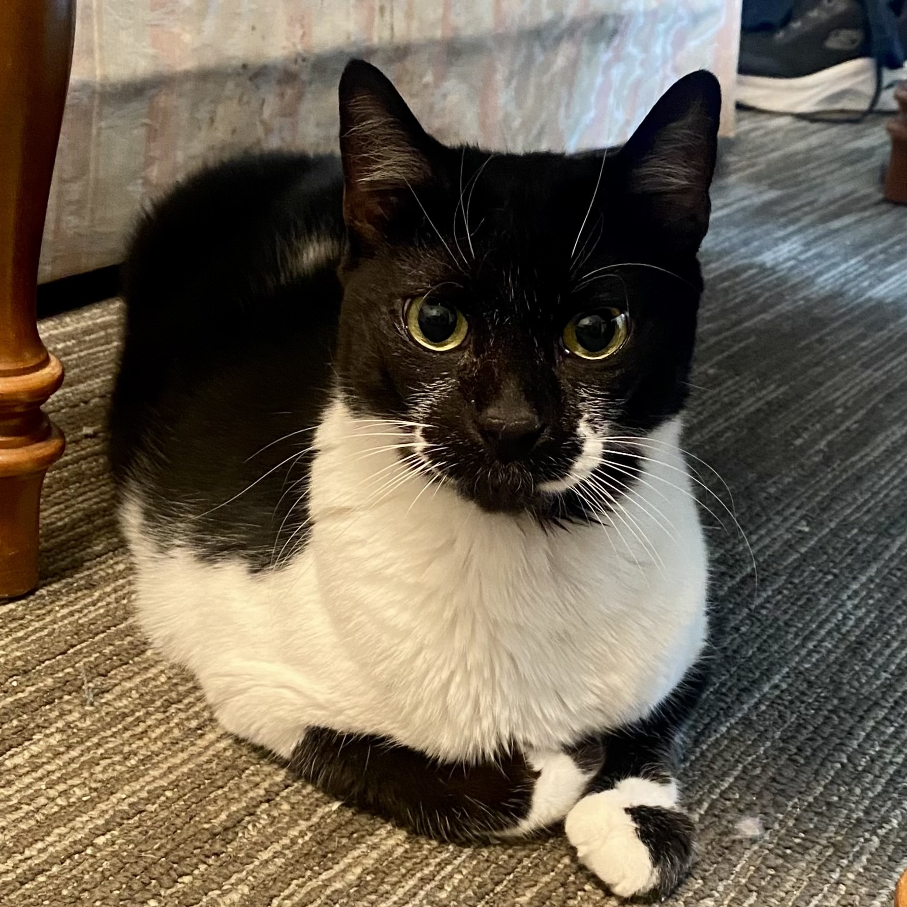 Charlie, Adult Male unknown