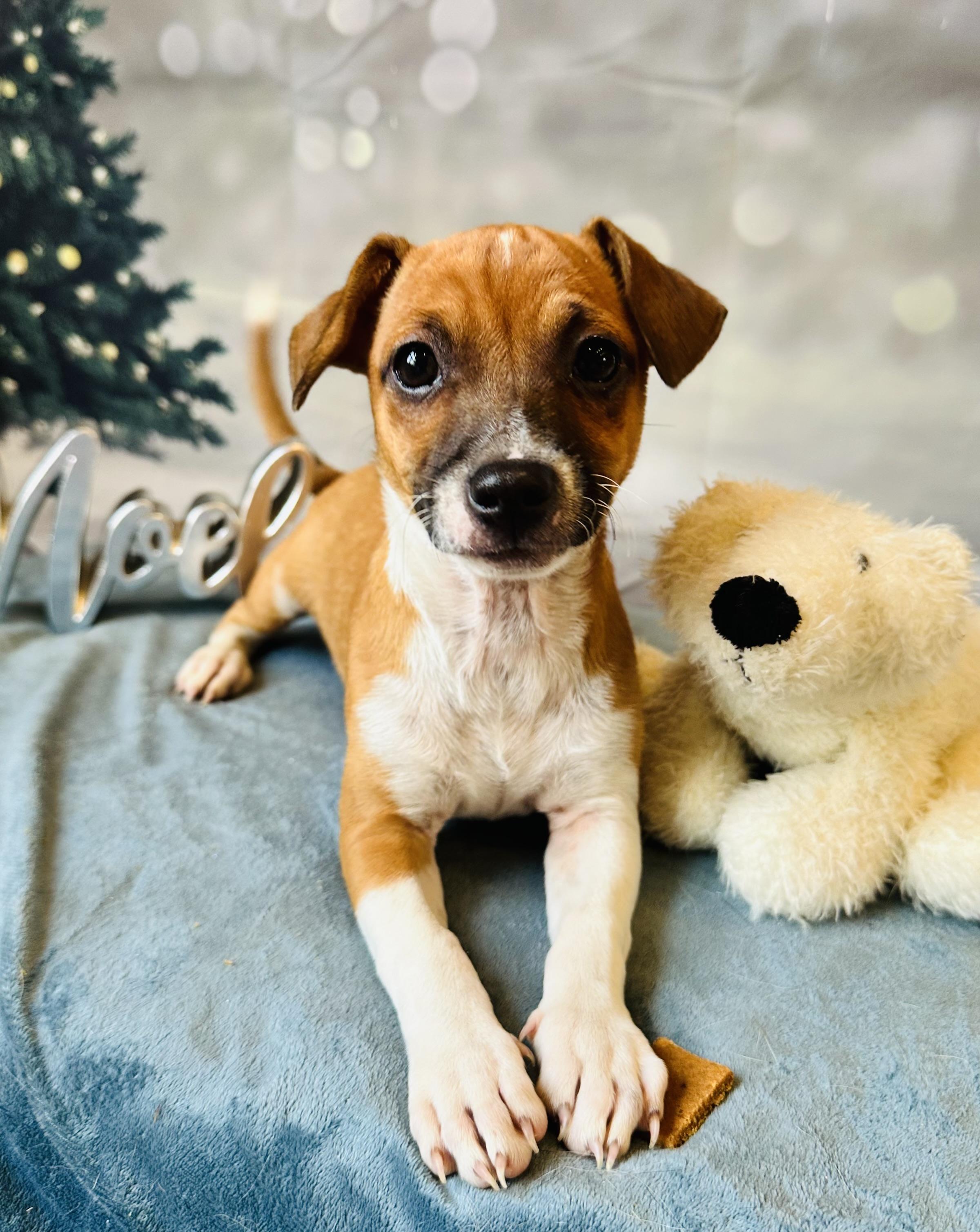 Evanna, Adopted, Adult Female Chihuahua & Rat Terrier.