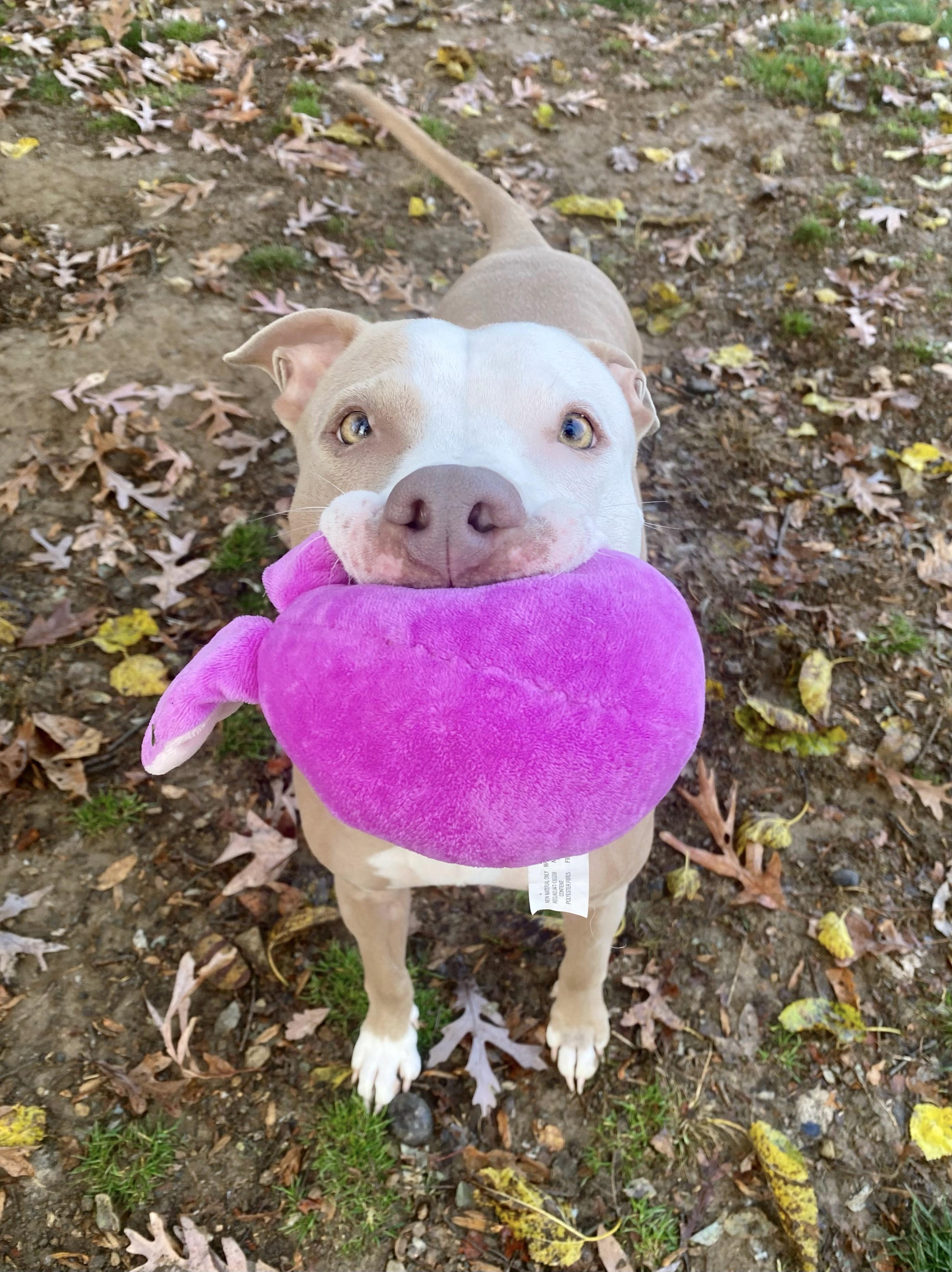 Molly, a Adoptable Pit Bull Terrier in Myerstown, PA image 2/6