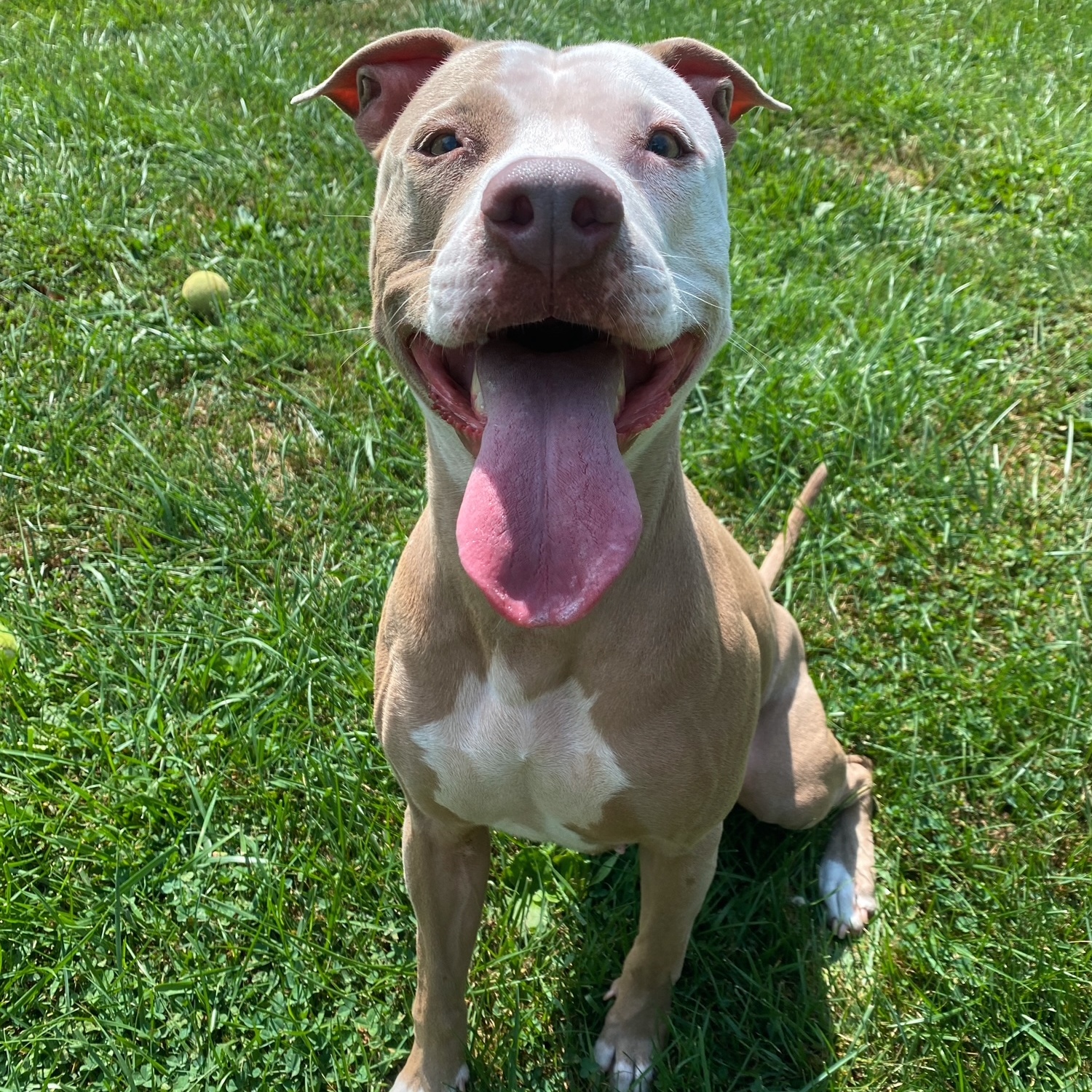 Molly, a Adoptable Pit Bull Terrier in Myerstown, PA image 3/6