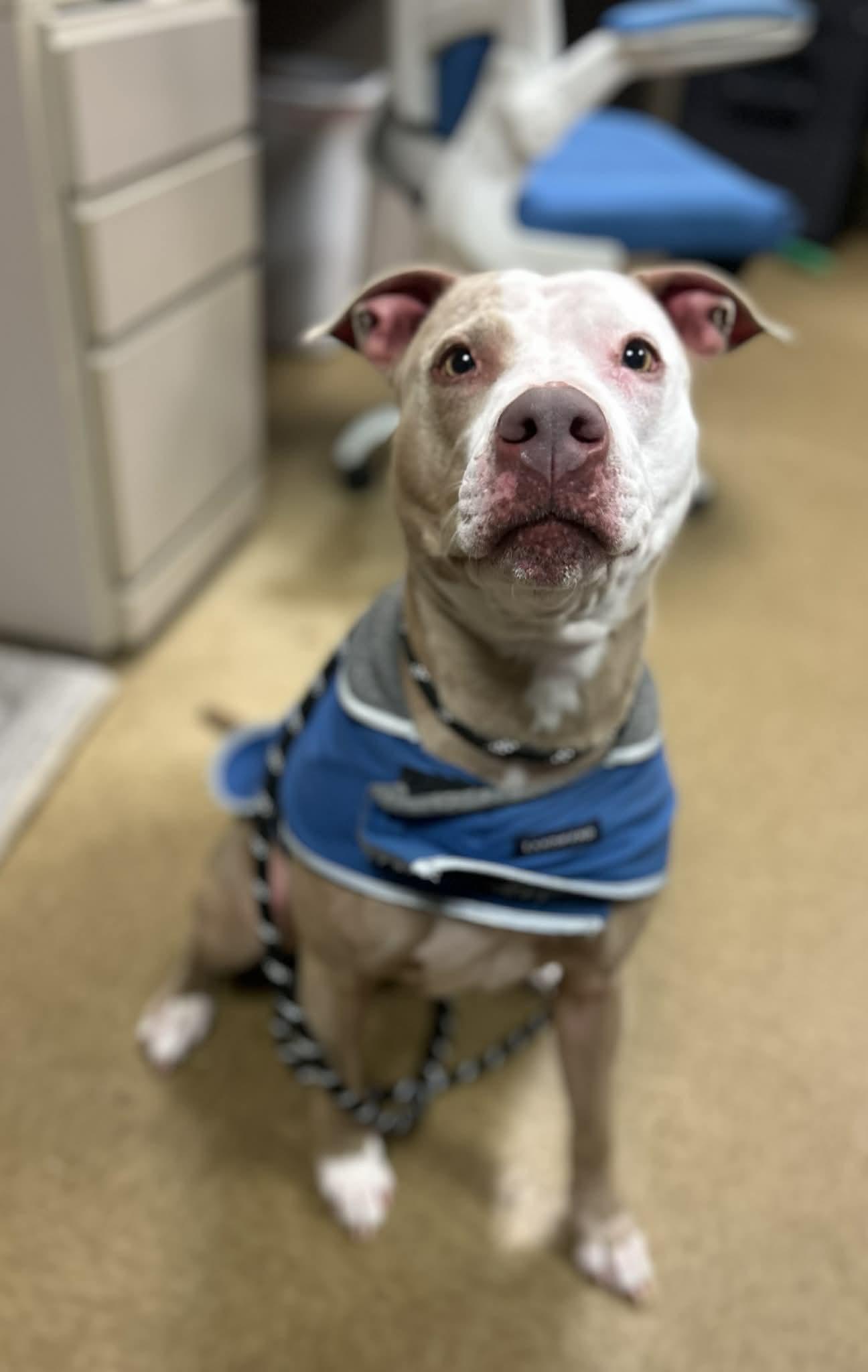 Enlarge Molly, a Adoptable Pit Bull Terrier in Myerstown, PA image 2/6