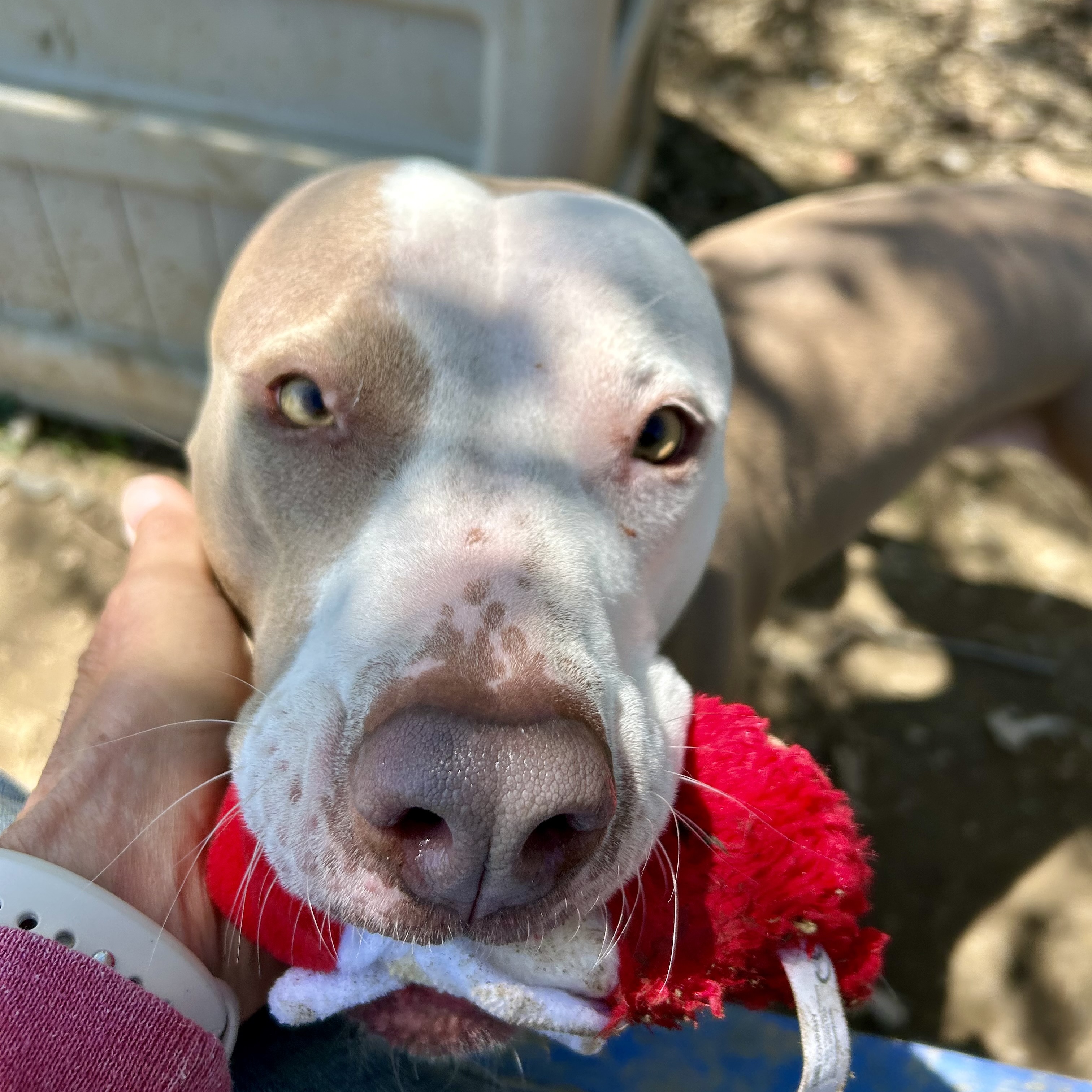 Molly, a Adoptable Pit Bull Terrier in Myerstown, PA image 5/6