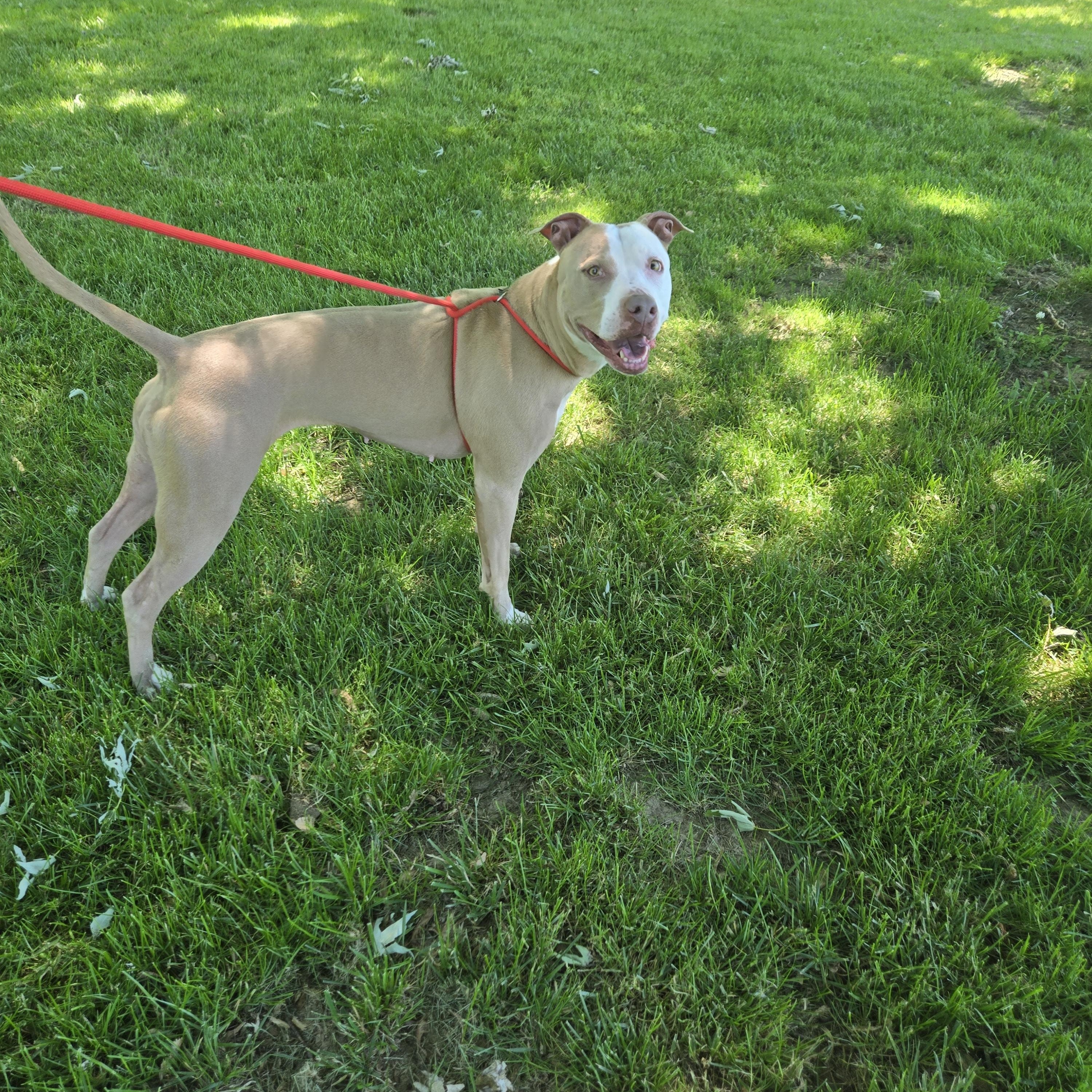 Molly, a Adoptable Pit Bull Terrier in Myerstown, PA image 6/6