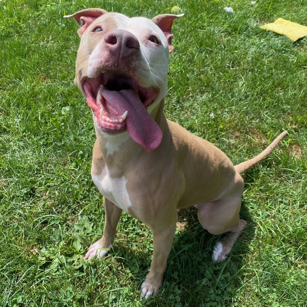 Molly, a Adoptable Pit Bull Terrier in Myerstown, PA image 4/6