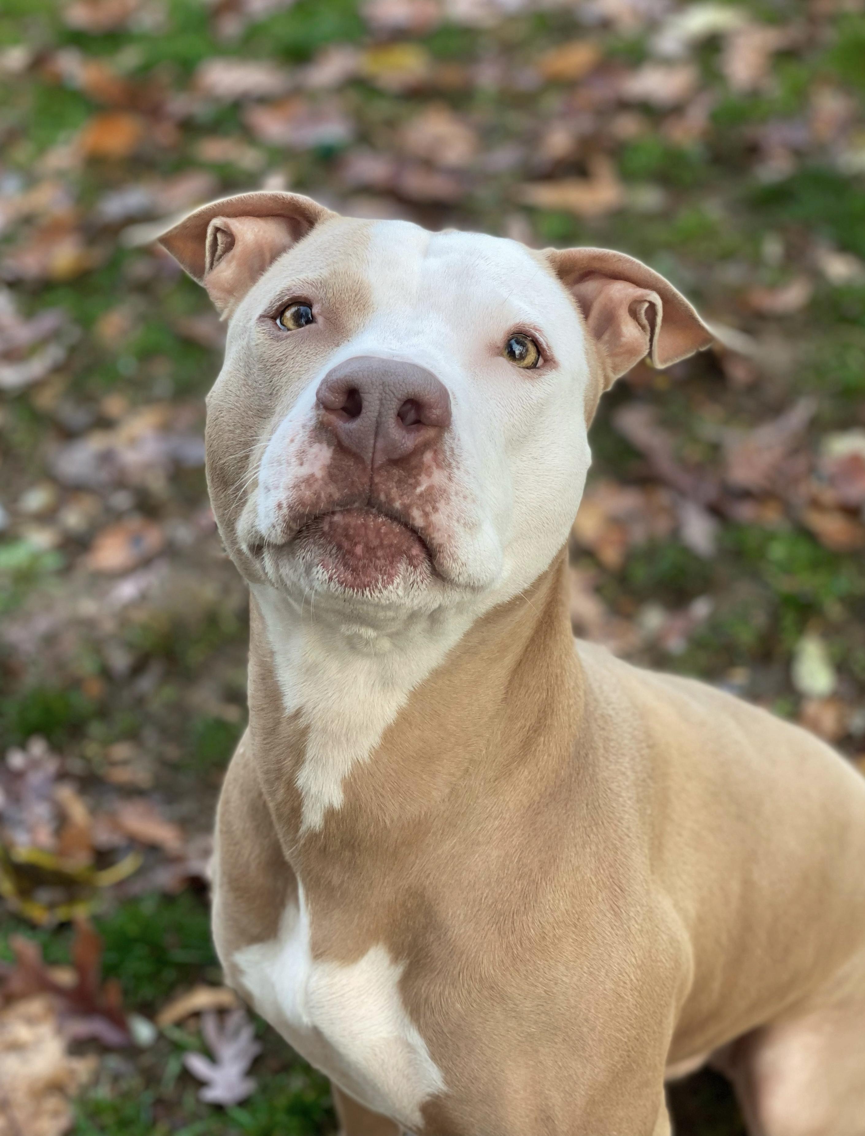 Molly, a Adoptable Pit Bull Terrier in Myerstown, PA image 1/6