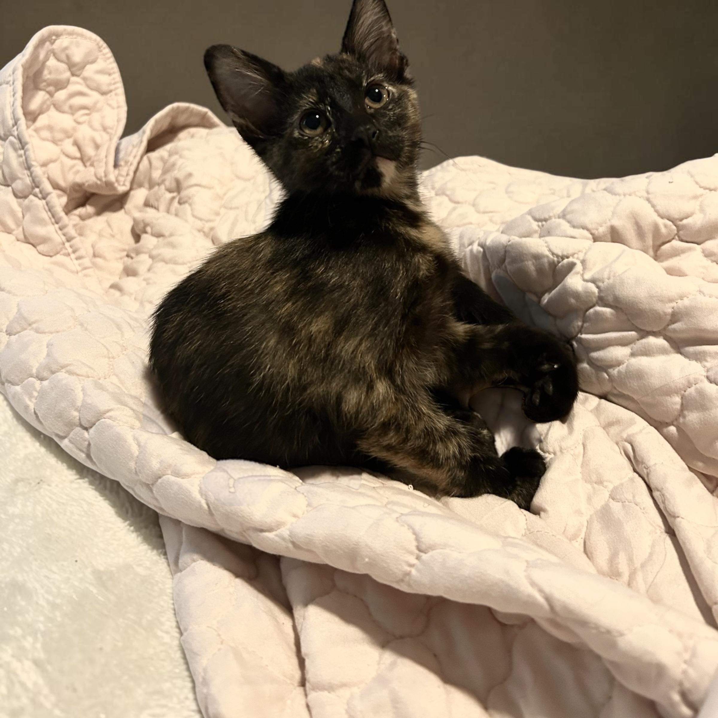 Coco, ADOPTABLE, Kitten Female Domestic Short Hair.