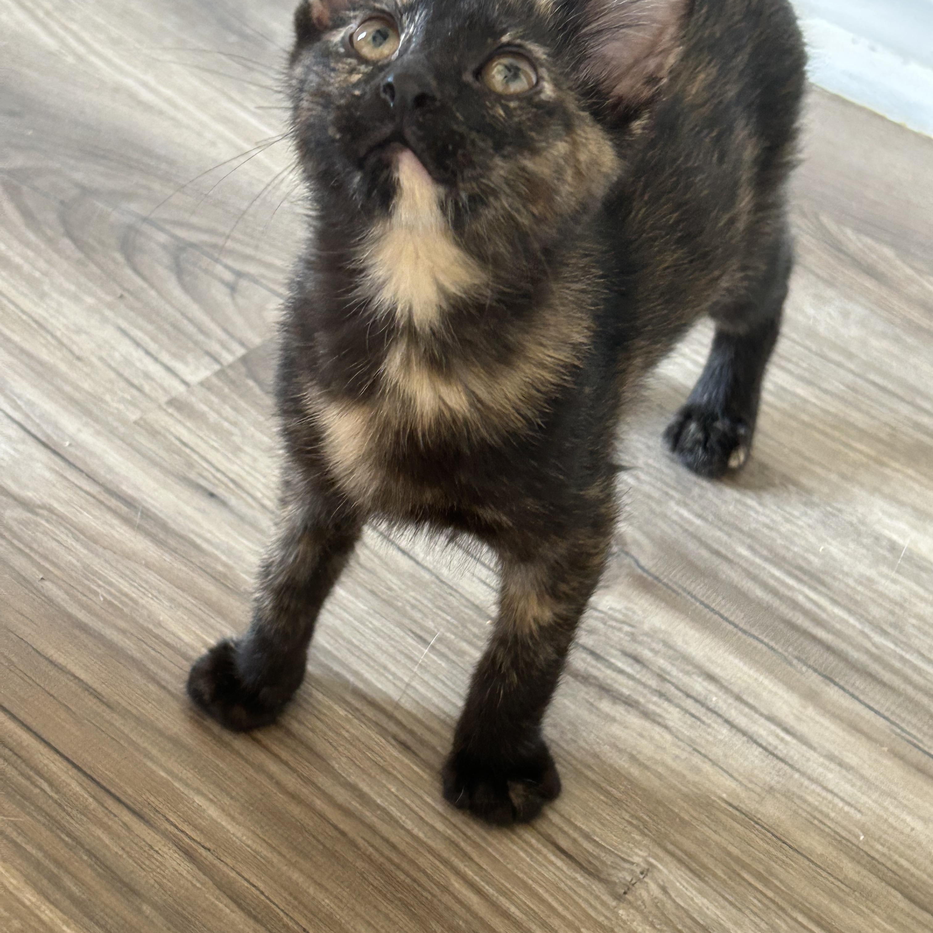 Coco, a ADOPTABLE Domestic Short Hair in Tulsa, OK image 4/6