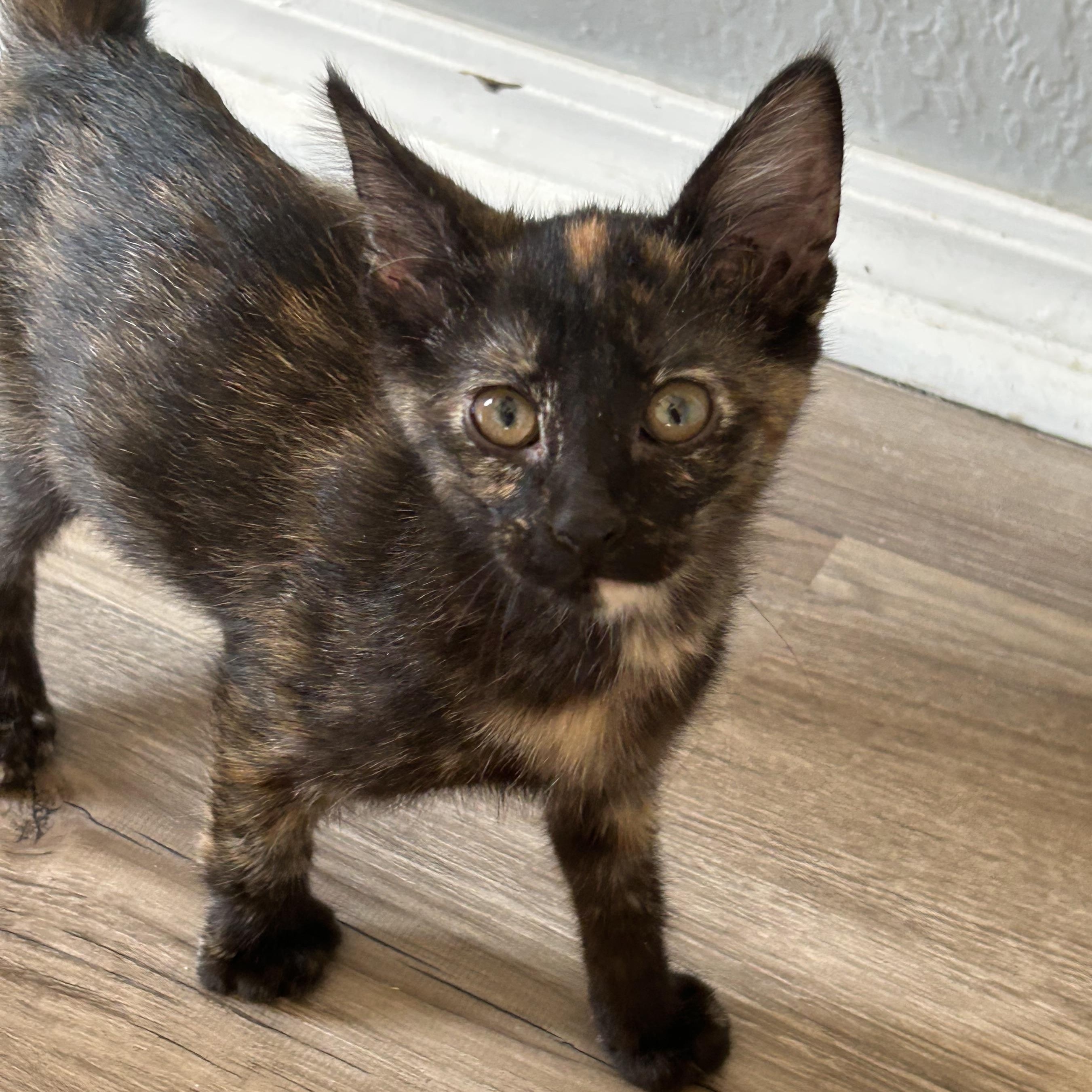 Coco, a ADOPTABLE Domestic Short Hair in Tulsa, OK image 3/6