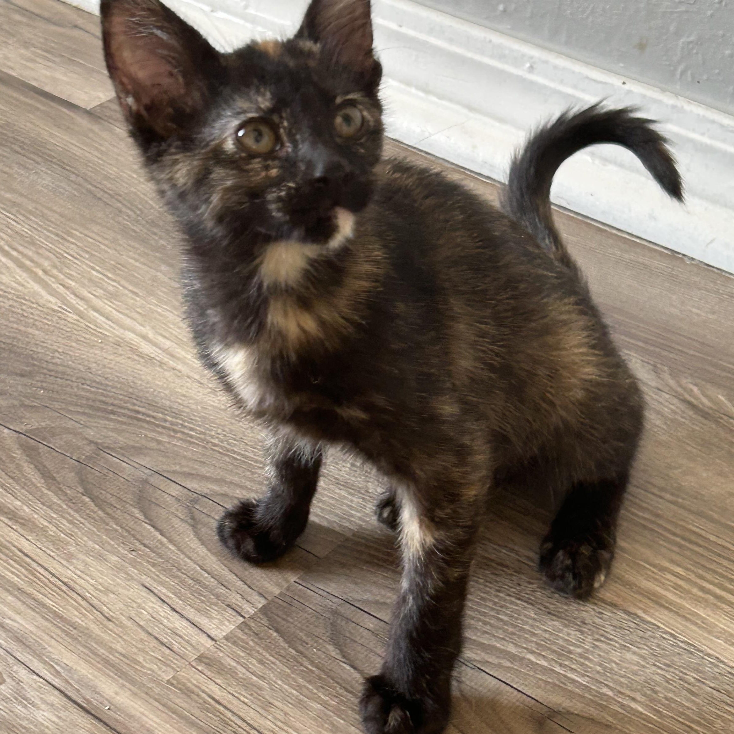 Coco, a ADOPTABLE Domestic Short Hair in Tulsa, OK image 6/6