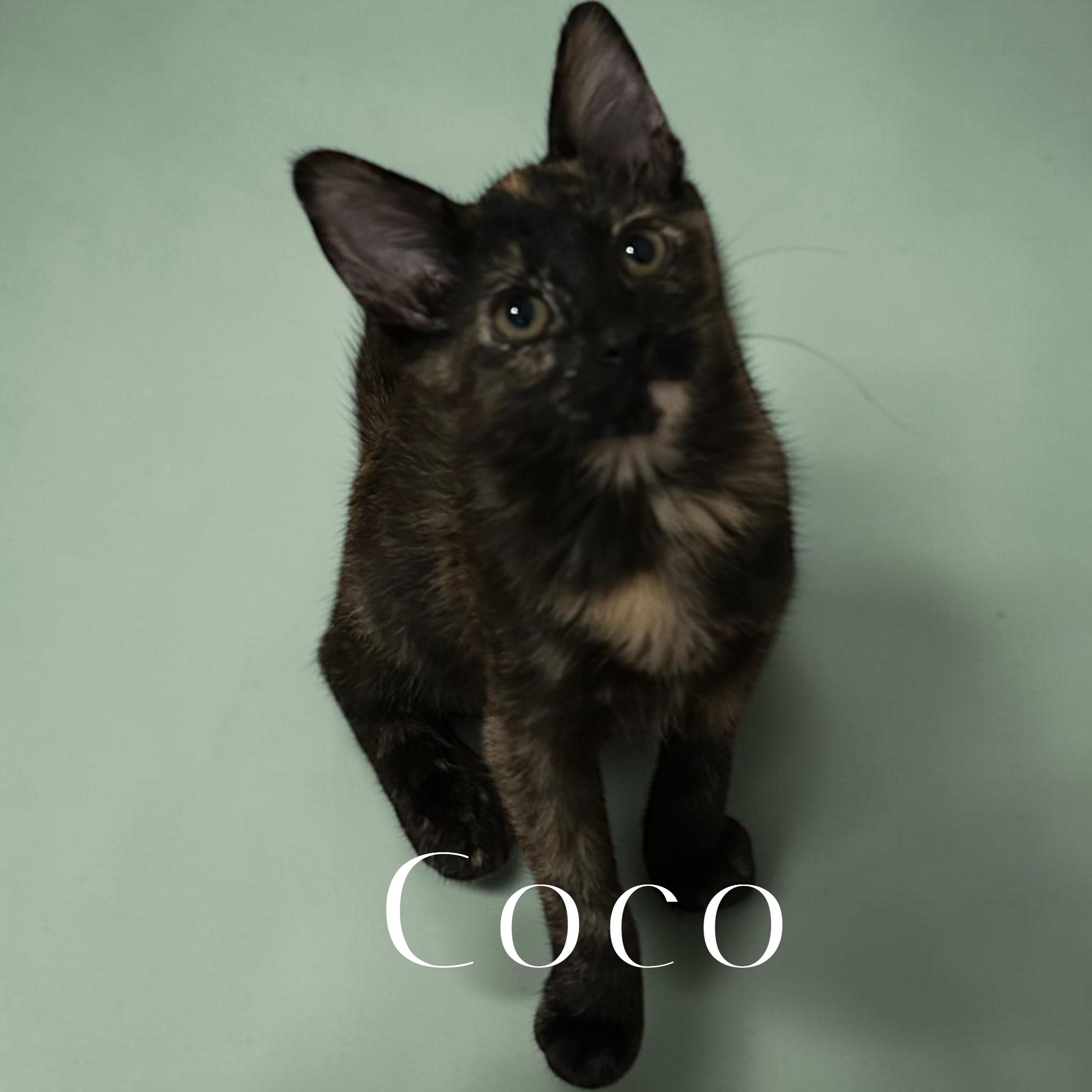 Coco, a ADOPTABLE Domestic Short Hair in Tulsa, OK image 2/6