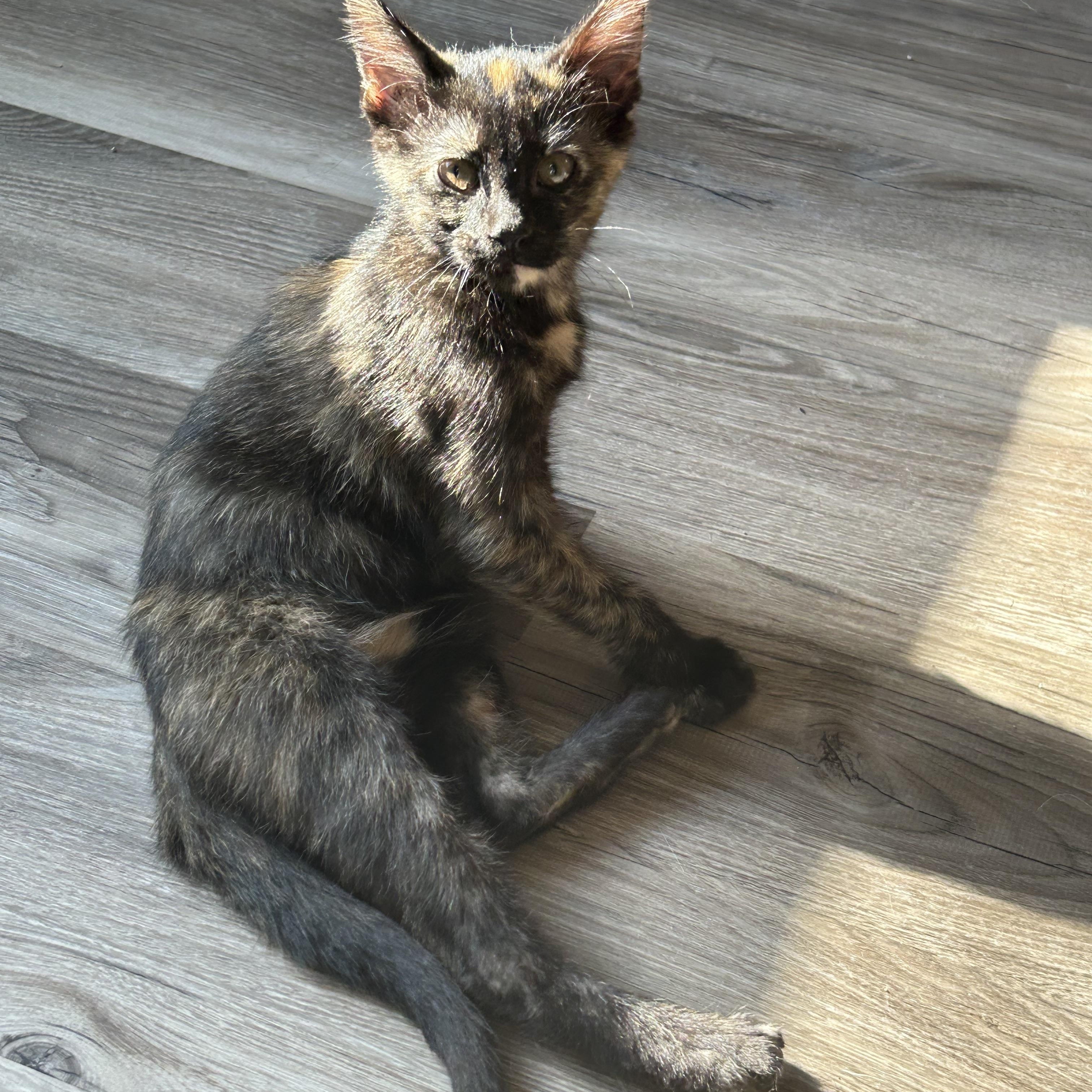 Coco, a ADOPTABLE Domestic Short Hair in Tulsa, OK image 5/6