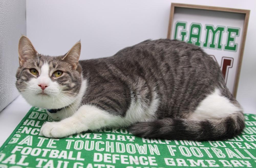 Enlarge Rory VI, a Adoptable Domestic Short Hair in Muskegon, MI image 1/3