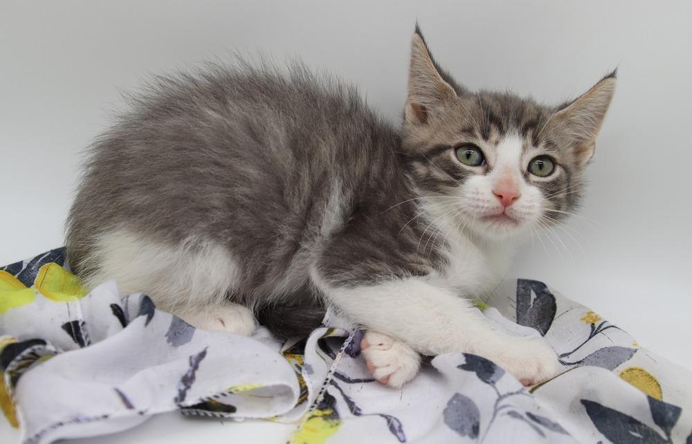 Enlarge Rory VI, a Adoptable Domestic Short Hair in Muskegon, MI image 2/3