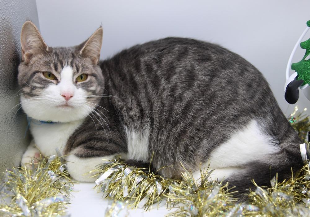Enlarge Rory VI, a Adoptable Domestic Short Hair in Muskegon, MI image 3/3