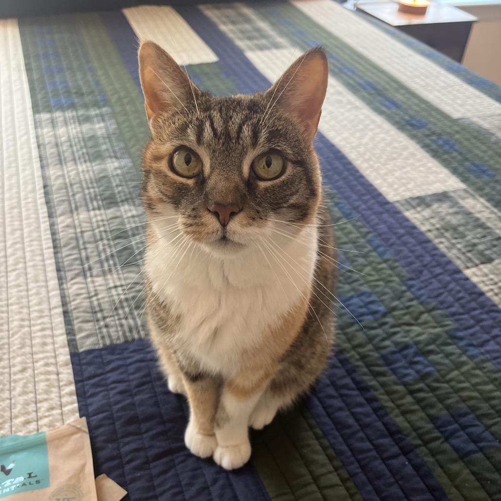 Pumpkin, Adoptable, Senior Female Domestic Short Hair.