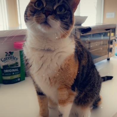 Pumpkin, Adoptable, Senior Female Domestic Short Hair.