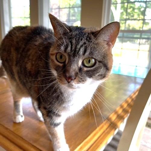 Pumpkin- FOSTER ME, a Adoptable Domestic Short Hair in Chantilly, VA image 2/4