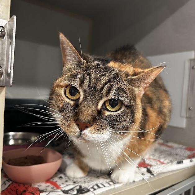 Pumpkin — thumbnail 2