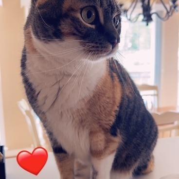 Enlarge Pumpkin, a Adoptable Domestic Short Hair in Chantilly, VA image 3/5