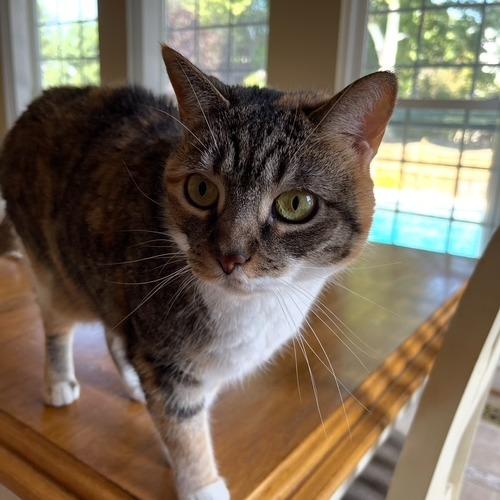 Enlarge Pumpkin, a Adoptable Domestic Short Hair in Chantilly, VA image 4/5