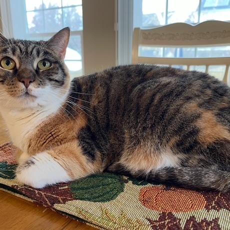 Pumpkin — thumbnail 5