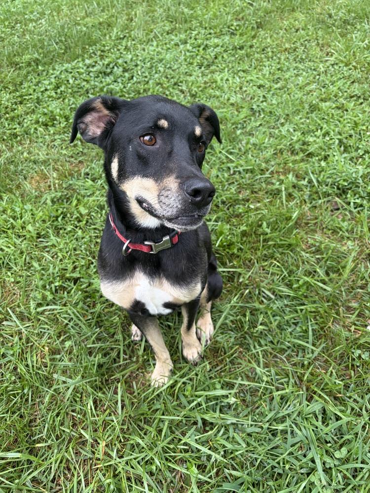 Sally, Adoptable, Adult Female Labrador Retriever.