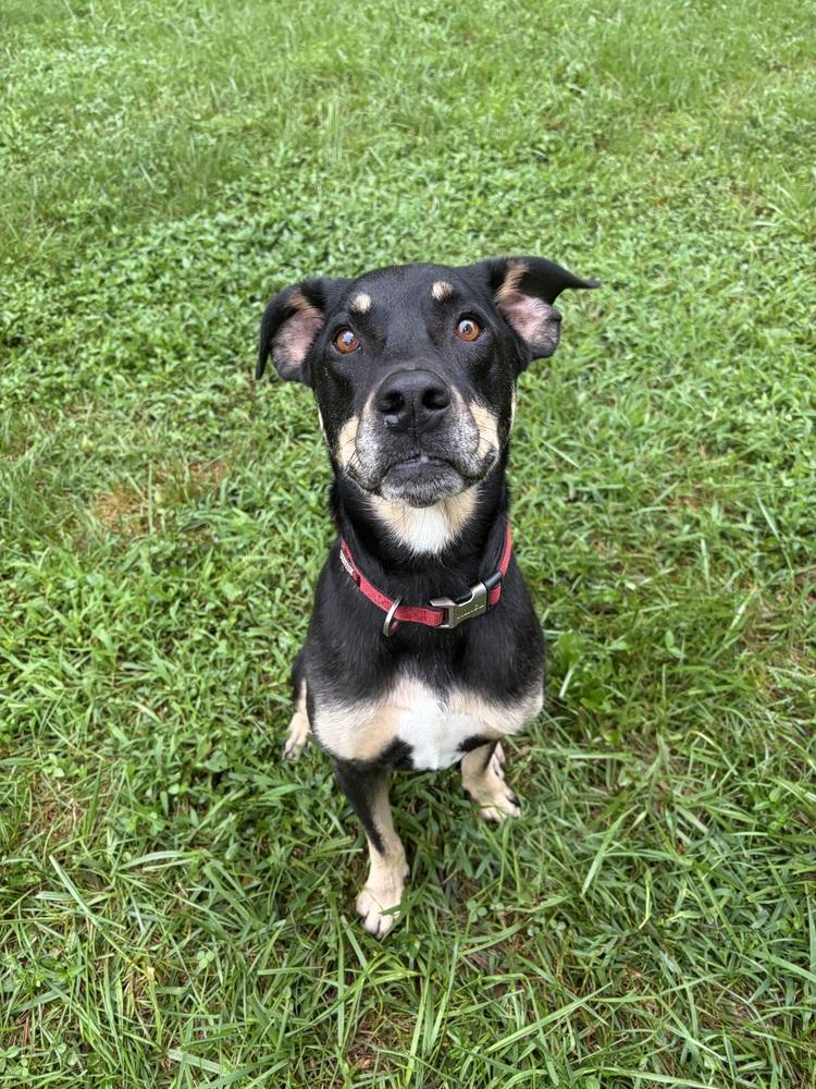 Enlarge Sally, a Adoptable mixed breed in Mocksville, NC image 2/5