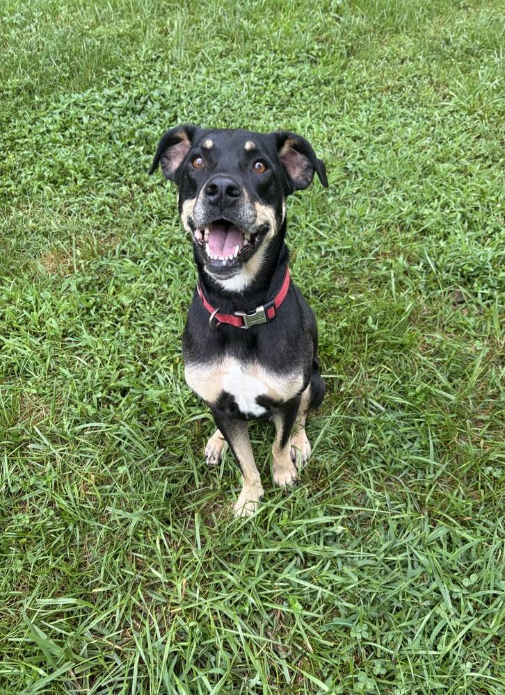 Enlarge Sally, a Adoptable mixed breed in Mocksville, NC image 3/5