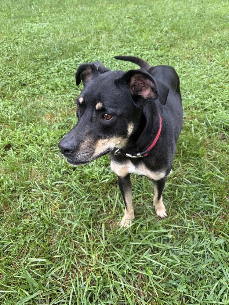 Enlarge Sally, a Adoptable mixed breed in Mocksville, NC image 4/5