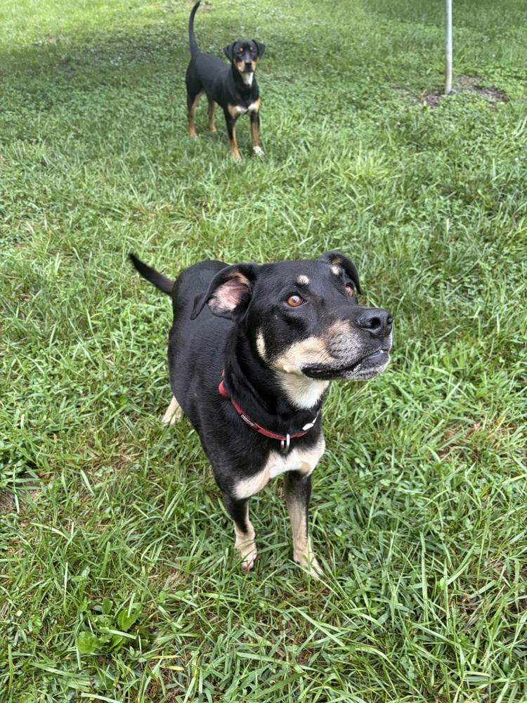 Enlarge Sally, a Adoptable mixed breed in Mocksville, NC image 5/5