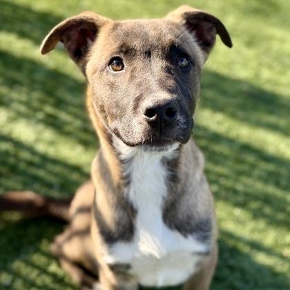 Enlarge Picantes, a ADOPTABLE mixed breed in Red Bluff, CA image 1/3