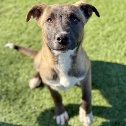 Enlarge Picantes, a ADOPTABLE mixed breed in Red Bluff, CA image 3/3