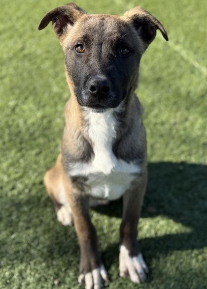 Enlarge Picantes, a ADOPTABLE mixed breed in Red Bluff, CA image 2/3