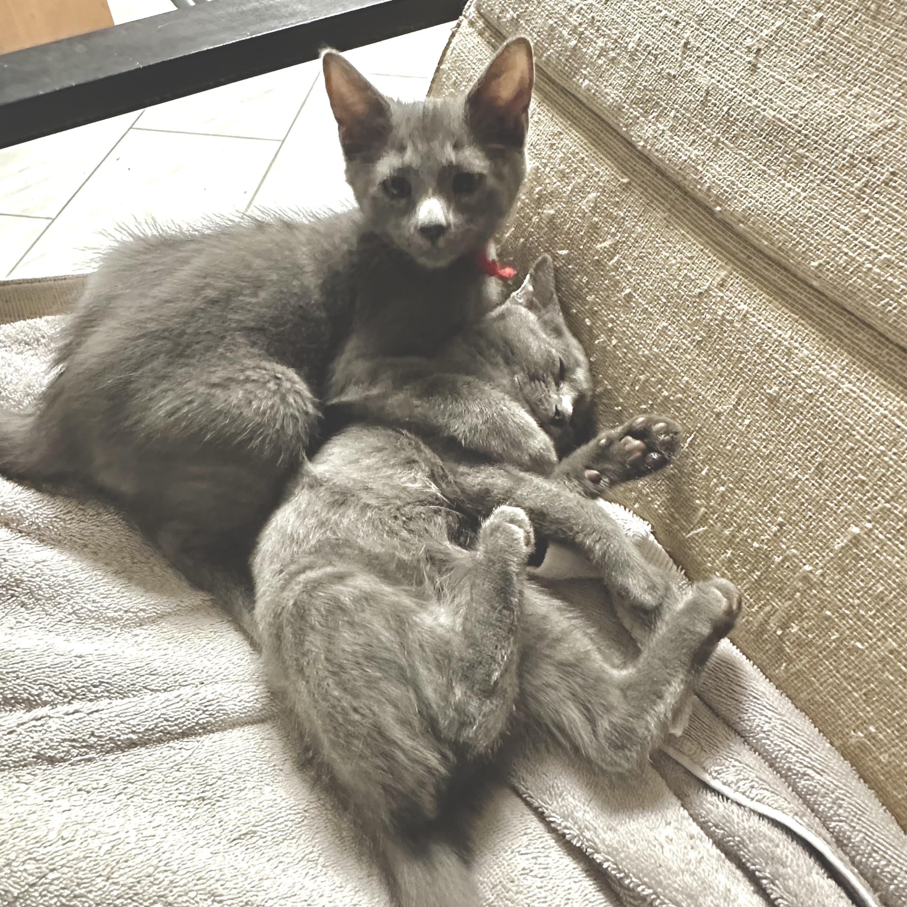 Benji and Parker - Adorable